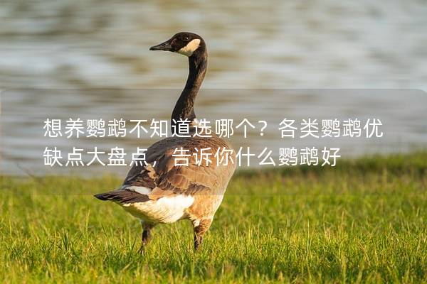 想养鹦鹉不知道选哪个？各类鹦鹉优缺点大盘点，告诉你什么鹦鹉好