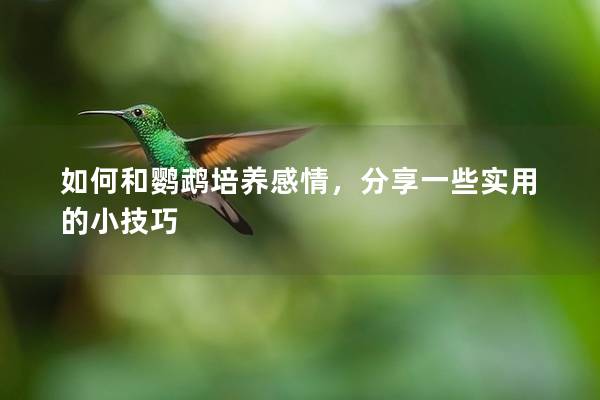 如何和鹦鹉培养感情，分享一些实用的小技巧