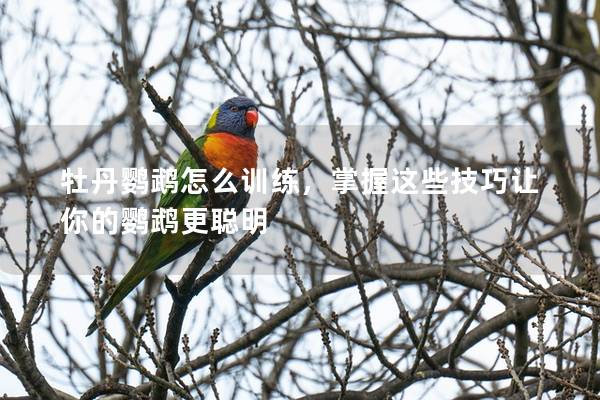 牡丹鹦鹉怎么训练，掌握这些技巧让你的鹦鹉更聪明