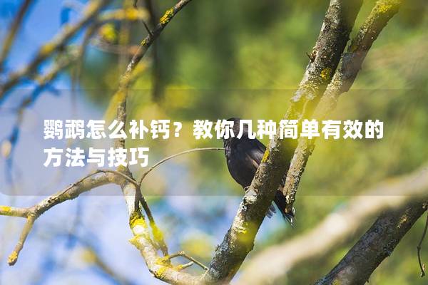鹦鹉怎么补钙？教你几种简单有效的方法与技巧