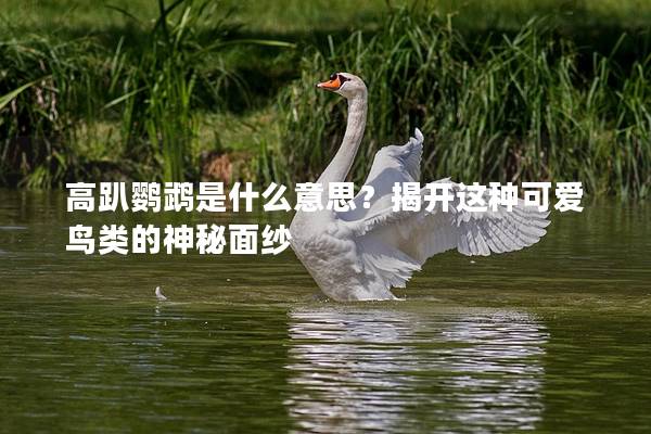 高趴鹦鹉是什么意思？揭开这种可爱鸟类的神秘面纱