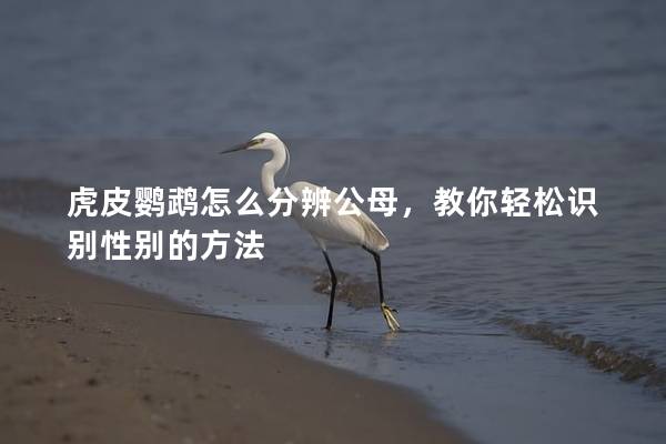 虎皮鹦鹉怎么分辨公母，教你轻松识别性别的方法