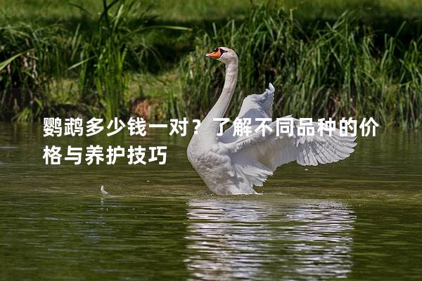 鹦鹉多少钱一对？了解不同品种的价格与养护技巧