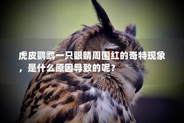 虎皮鹦鹉一只眼睛周围红的奇特现象，是什么原因导致的呢？