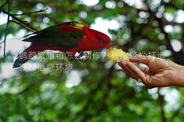 鹦鹉繁殖箱怎么制作？教你轻松打造理想栖息环境