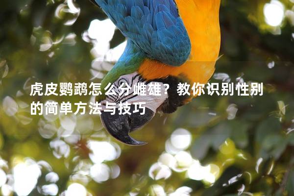 虎皮鹦鹉怎么分雌雄？教你识别性别的简单方法与技巧