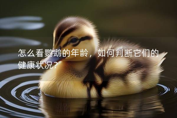 怎么看鹦鹉的年龄，如何判断它们的健康状况？
