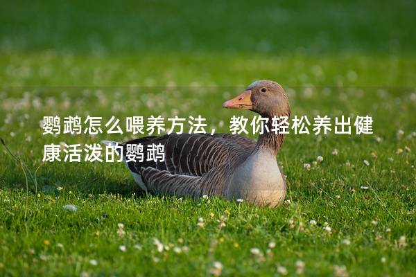 鹦鹉怎么喂养方法，教你轻松养出健康活泼的鹦鹉