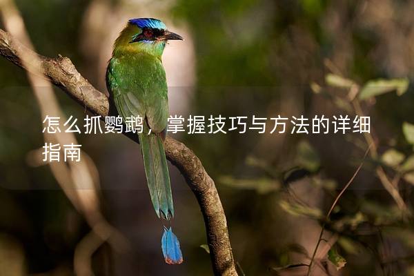 怎么抓鹦鹉，掌握技巧与方法的详细指南