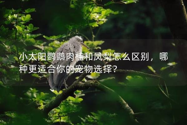 小太阳鹦鹉肉桂和凤梨怎么区别，哪种更适合你的宠物选择？