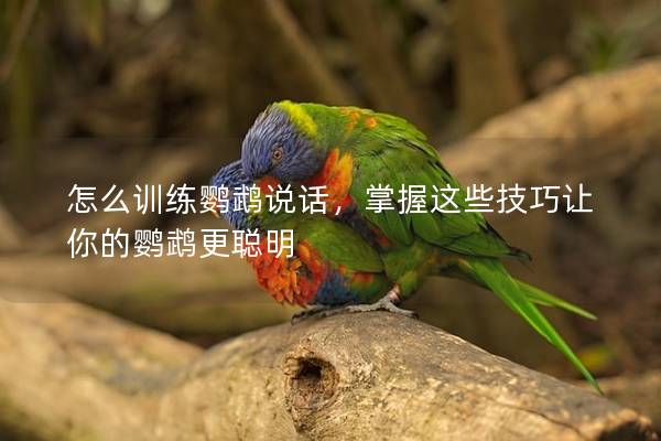 怎么训练鹦鹉说话，掌握这些技巧让你的鹦鹉更聪明