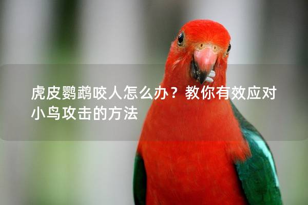 虎皮鹦鹉咬人怎么办？教你有效应对小鸟攻击的方法