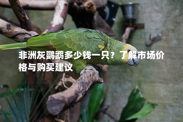 非洲灰鹦鹉多少钱一只？了解市场价格与购买建议