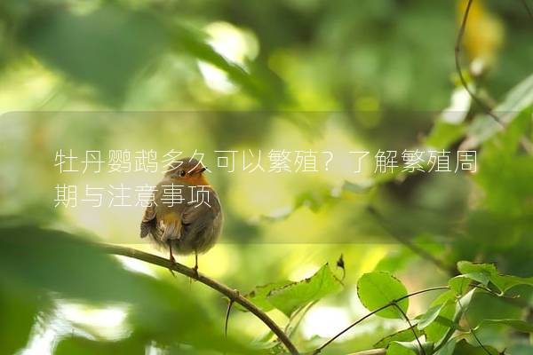 牡丹鹦鹉多久可以繁殖？了解繁殖周期与注意事项