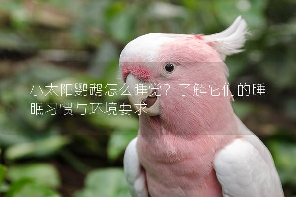 小太阳鹦鹉怎么睡觉？了解它们的睡眠习惯与环境要求
