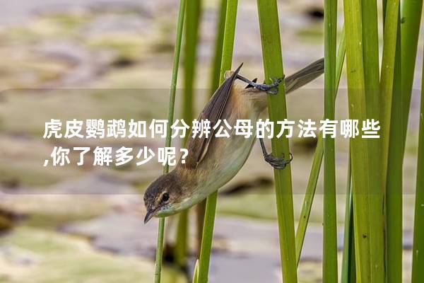 虎皮鹦鹉如何分辨公母的方法有哪些,你了解多少呢？