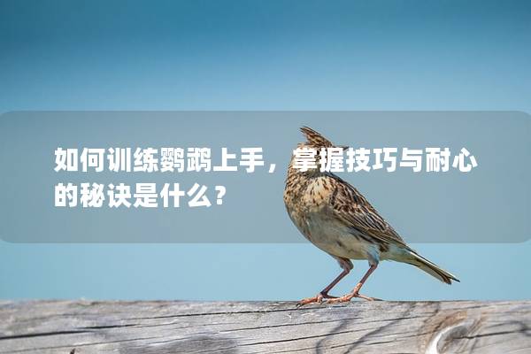 如何训练鹦鹉上手，掌握技巧与耐心的秘诀是什么？