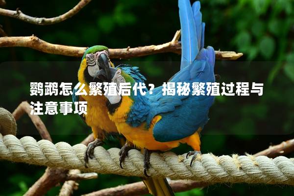 鹦鹉怎么繁殖后代？揭秘繁殖过程与注意事项
