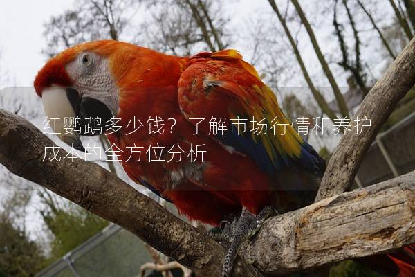 红鹦鹉多少钱？了解市场行情和养护成本的全方位分析