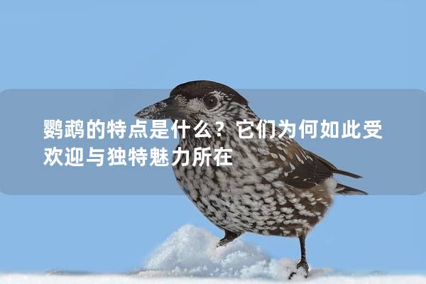 鹦鹉的特点是什么？它们为何如此受欢迎与独特魅力所在
