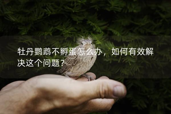 牡丹鹦鹉不孵蛋怎么办，如何有效解决这个问题？