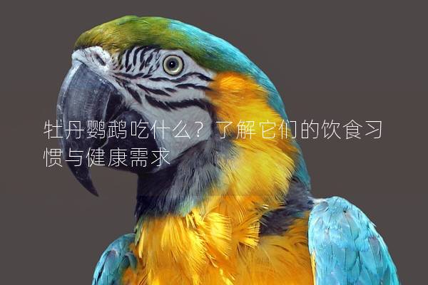 牡丹鹦鹉吃什么？了解它们的饮食习惯与健康需求