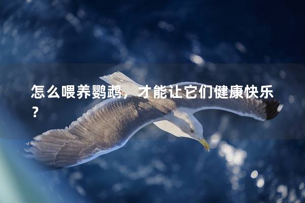 怎么喂养鹦鹉，才能让它们健康快乐？