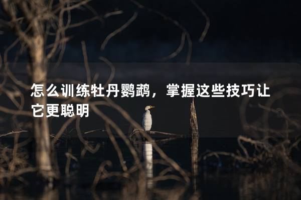 怎么训练牡丹鹦鹉，掌握这些技巧让它更聪明