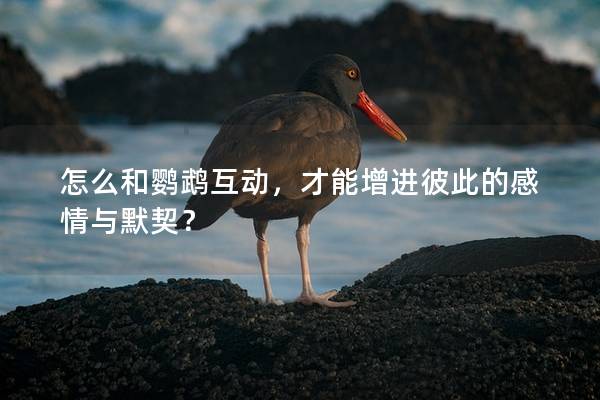 怎么和鹦鹉互动，才能增进彼此的感情与默契？