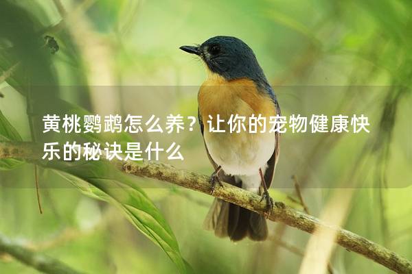 黄桃鹦鹉怎么养？让你的宠物健康快乐的秘诀是什么