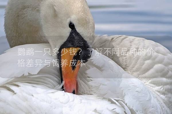 鹦鹉一只多少钱？了解不同品种的价格差异与饲养成本