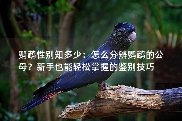 鹦鹉性别知多少：怎么分辨鹦鹉的公母？新手也能轻松掌握的鉴别技巧