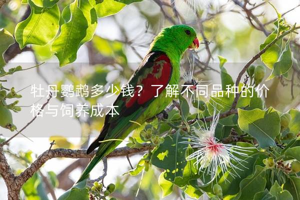 牡丹鹦鹉多少钱？了解不同品种的价格与饲养成本