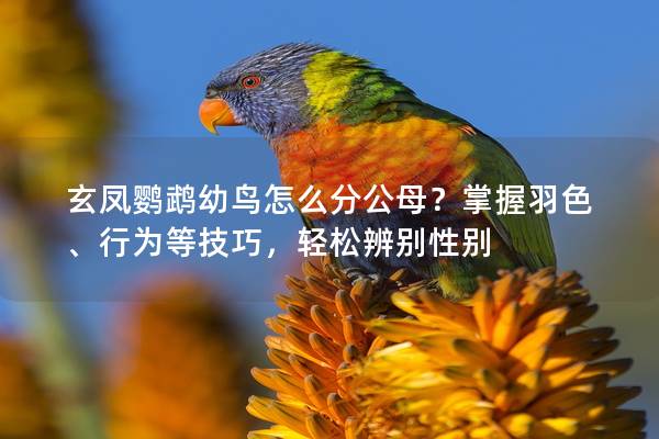 玄凤鹦鹉幼鸟怎么分公母？掌握羽色、行为等技巧，轻松辨别性别