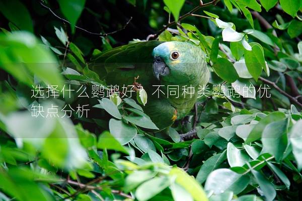 选择什么鹦鹉好？不同种类鹦鹉的优缺点分析