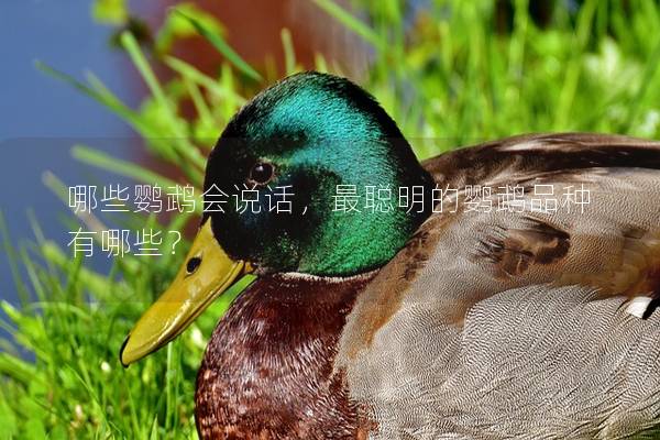 哪些鹦鹉会说话，最聪明的鹦鹉品种有哪些？