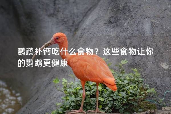 鹦鹉补钙吃什么食物？这些食物让你的鹦鹉更健康