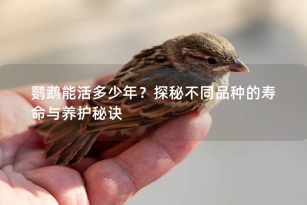 鹦鹉能活多少年？探秘不同品种的寿命与养护秘诀