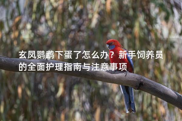 玄凤鹦鹉下蛋了怎么办？新手饲养员的全面护理指南与注意事项