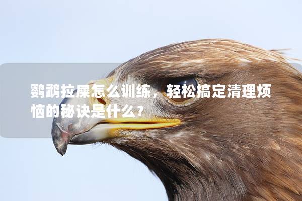 鹦鹉拉屎怎么训练，轻松搞定清理烦恼的秘诀是什么？