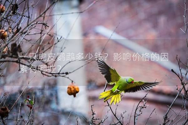一只虎皮鹦鹉多少钱？影响价格的因素有哪些？