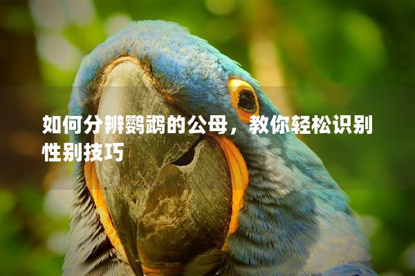 如何分辨鹦鹉的公母，教你轻松识别性别技巧