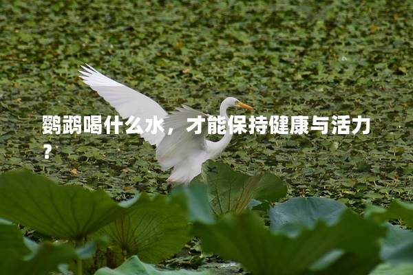 鹦鹉喝什么水，才能保持健康与活力？
