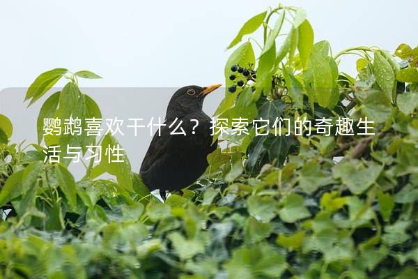 鹦鹉喜欢干什么？探索它们的奇趣生活与习性