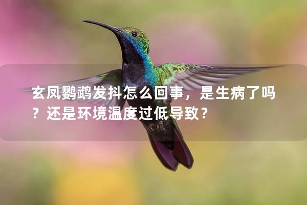 玄凤鹦鹉发抖怎么回事，是生病了吗？还是环境温度过低导致？