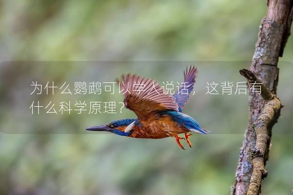 为什么鹦鹉可以学人说话，这背后有什么科学原理？