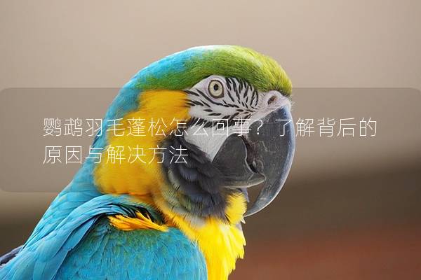 鹦鹉羽毛蓬松怎么回事？了解背后的原因与解决方法