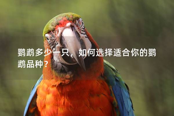 鹦鹉多少一只，如何选择适合你的鹦鹉品种？
