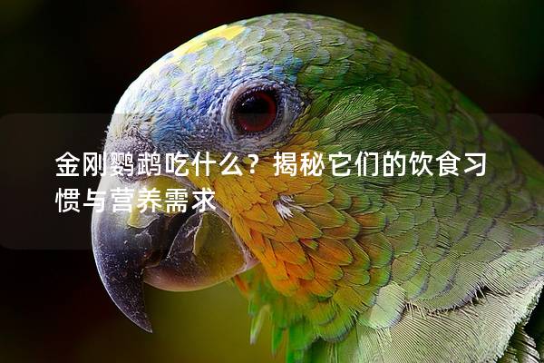 金刚鹦鹉吃什么？揭秘它们的饮食习惯与营养需求
