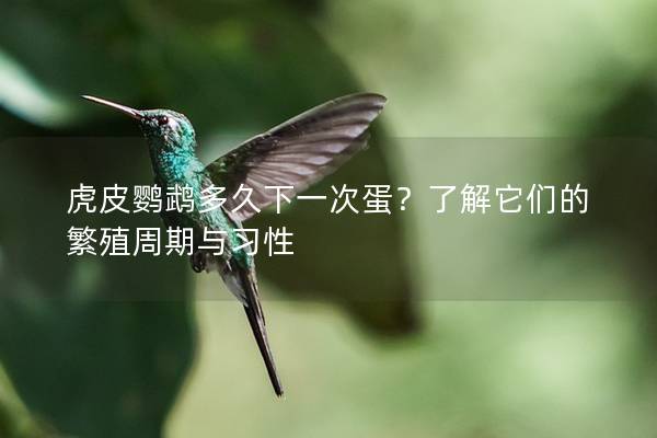 虎皮鹦鹉多久下一次蛋？了解它们的繁殖周期与习性